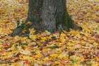 Maple tree leaves on the ground in the fall, Oldham County, Kentucky. Art Print